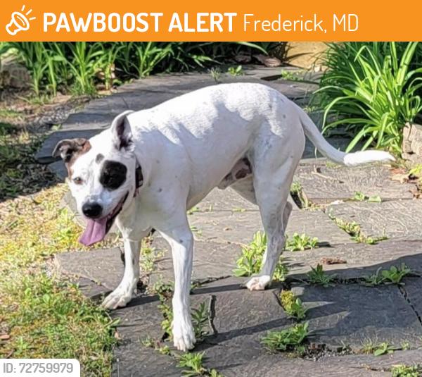 Found/Stray Male Dog last seen Dixon and Dr. Perry Road Frederick MD, Frederick, MD 21704
