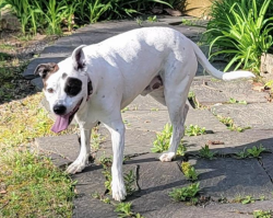 Found/Stray Male Dog last seen Dixon and Dr. Perry Road Frederick MD, Frederick, MD 21704