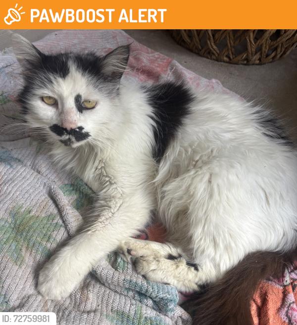 Found/Stray Male Cat last seen Right after tropical acres, Zephyrhills South, FL 33541