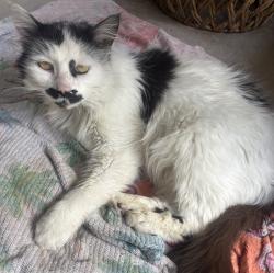 Found/Stray Male Cat last seen Right after tropical acres, Zephyrhills South, FL 33541