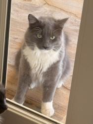 Found/Stray Unknown Cat last seen Dunwoody Lane & Becket Dr, Brookhaven, GA 30319