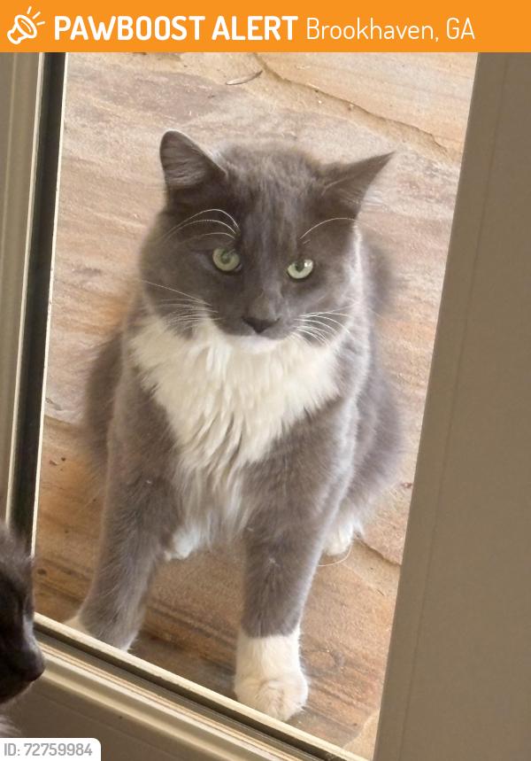 Found/Stray Unknown Cat last seen Dunwoody Lane & Becket Dr, Brookhaven, GA 30319
