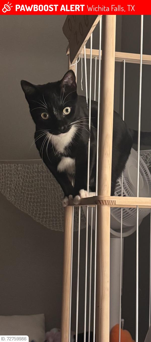 Lost Male Cat last seen apmts of 3919, Wichita Falls, TX 76310