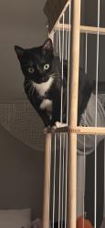 Lost Male Cat last seen apmts of 3919, Wichita Falls, TX 76310