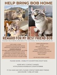 Lost Male Cat last seen Rockingham motor speedway, Rockingham, NC 28379