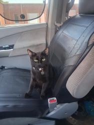 Lost Male Cat last seen Covington Pike and Elmore rd close to Sam's Club, Memphis, TN 38128