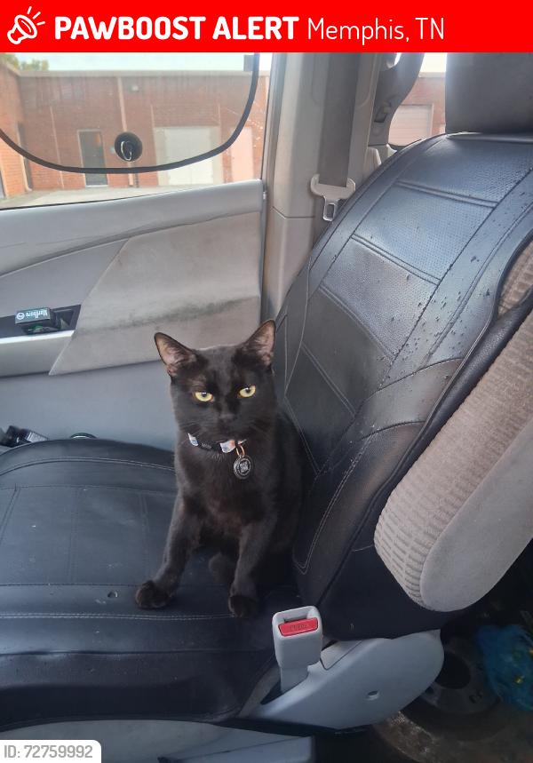 Lost Male Cat last seen Covington Pike and Elmore rd close to Sam's Club, Memphis, TN 38128