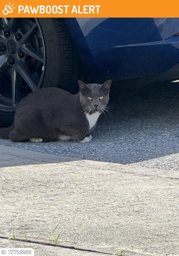 Found/Stray Unknown Cat last seen South k and 6th street, Lake Worth Beach, FL 33460