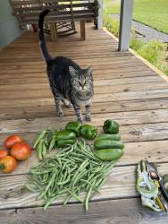 Lost Female Cat last seen West Rd. between Pine Hall and Salem Chapel Rd., Walnut Cove, NC 27052