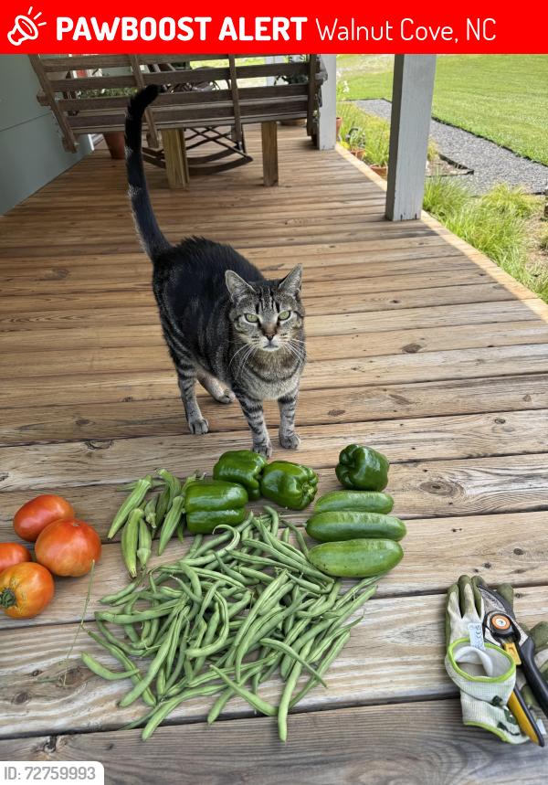 Lost Female Cat last seen West Rd. between Pine Hall and Salem Chapel Rd., Walnut Cove, NC 27052