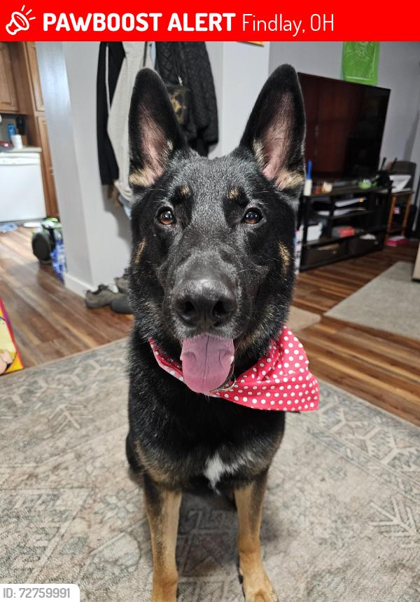 Lost Male Dog last seen TH plastics, Findlay, OH 45840