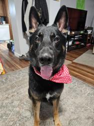 Lost Male Dog last seen TH plastics, Findlay, OH 45840
