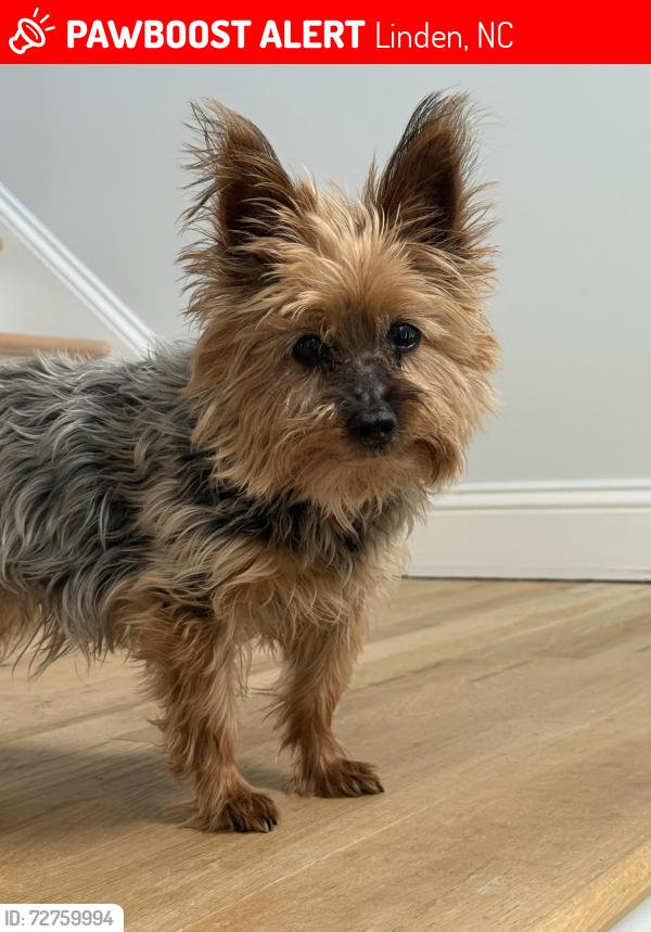 Lost Female Dog last seen Collier chapel and slocomb rd, Linden, NC 28356