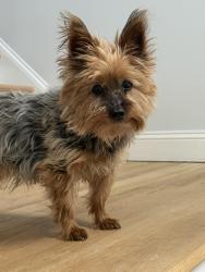 Lost Female Dog last seen Collier chapel and slocomb rd, Linden, NC 28356