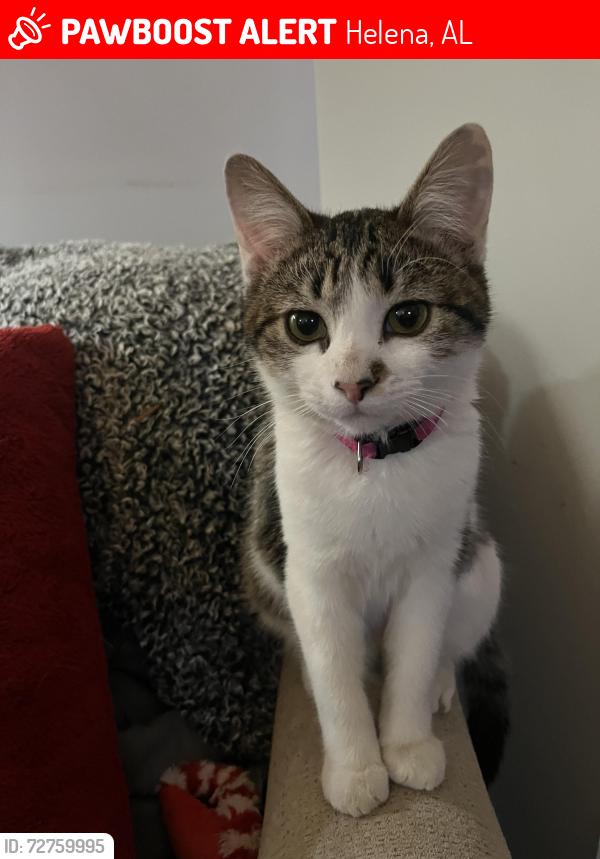Lost Male Cat last seen Bentmoor old cahaba , Helena, AL 35080