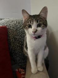 Lost Male Cat last seen Bentmoor old cahaba , Helena, AL 35080