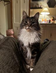 Lost Male Cat last seen Gladstone Street South Normanton, South Normanton, England DE55 2DF