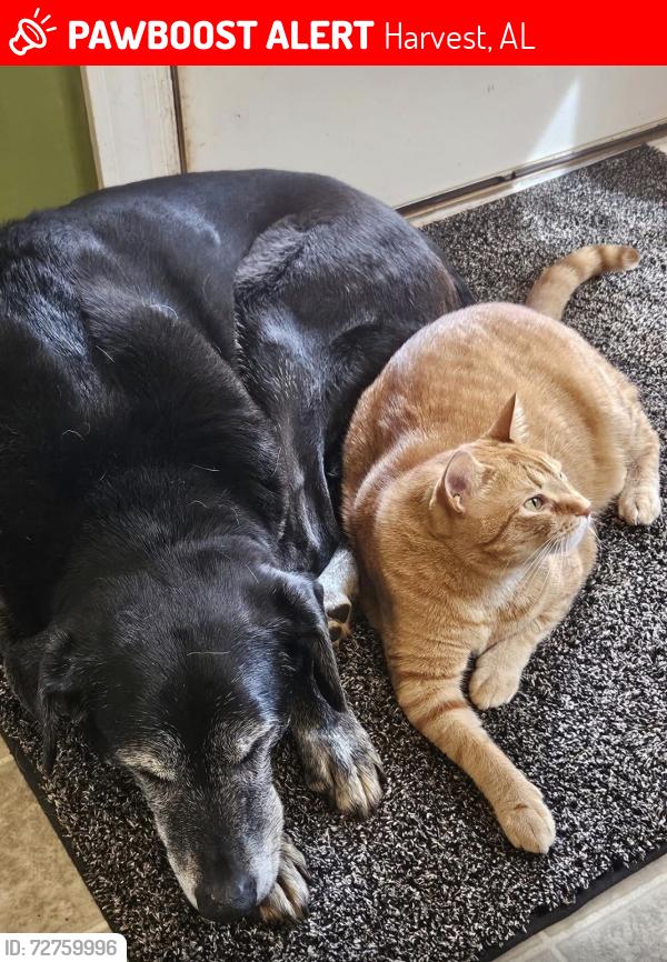 Lost Male Cat last seen Sara sista Cir , Harvest, AL 35749