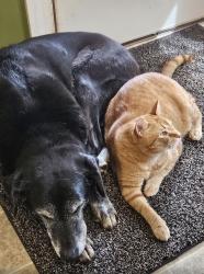 Lost Male Cat last seen Sara sista Cir , Harvest, AL 35749
