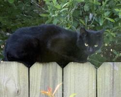 Found/Stray Unknown Cat last seen Church street  santa rosa bwach, Santa Rosa Beach, FL 32459