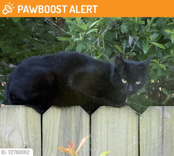 Found/Stray Unknown Cat last seen Church street  santa rosa bwach, Santa Rosa Beach, FL 32459
