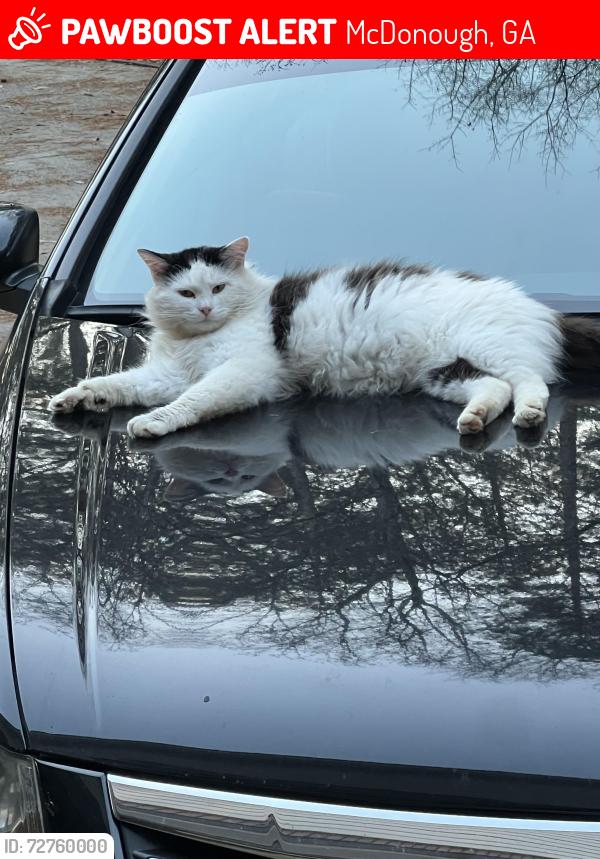 Lost Male Cat last seen Butler Bridge Road, McDonough, GA 30252