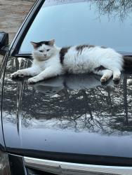 Lost Male Cat last seen Butler Bridge Road, McDonough, GA 30252