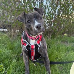 Shelter Stray Female Dog last seen , Philadelphia, PA 19140