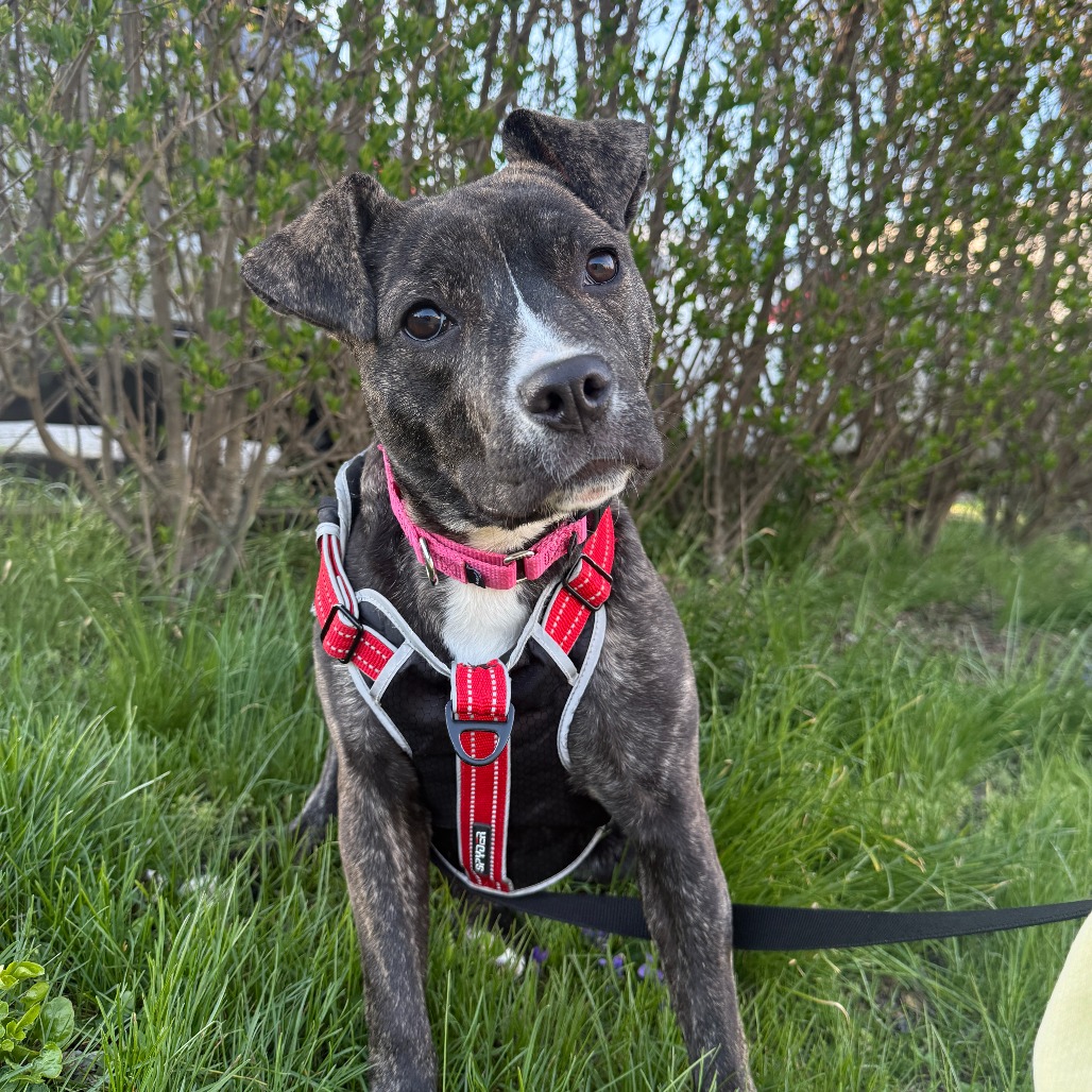 Shelter Stray Female Dog last seen , Philadelphia, PA 19140