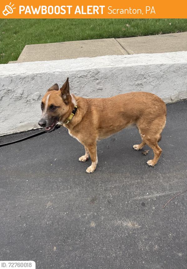 Found/Stray Male Dog last seen Schlager St & N Hyde Park Ave, Scranton, PA 18504