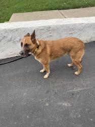 Found/Stray Male Dog last seen Schlager St & N Hyde Park Ave, Scranton, PA 18504