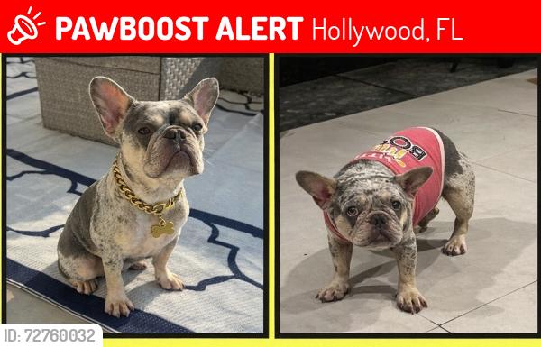 Lost Female Dog last seen Johnson St near N 41st Ave Near the alley behind the hses Hollywood,, Hollywood, FL 33021