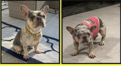 Lost Female Dog last seen Johnson St near N 41st Ave Near the alley behind the hses Hollywood,, Hollywood, FL 33021