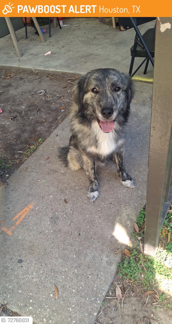 Found/Stray Unknown Dog last seen Almeda mall, Houston, TX 77089