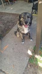 Found/Stray Unknown Dog last seen Almeda mall, Houston, TX 77089