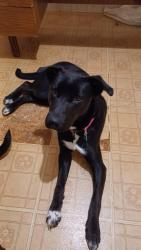 Lost Female Dog last seen Ayers Rd & Napier, Macon, GA 31204