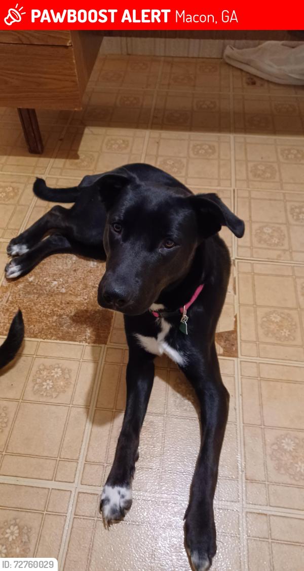 Lost Female Dog last seen Ayers Rd & Napier, Macon, GA 31204