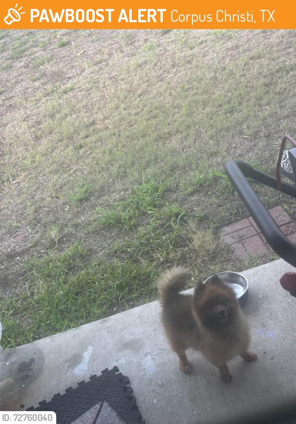 Found/Stray Unknown Dog last seen Shoreline Oaks Corpus Christi Tx, Corpus Christi, TX 78418