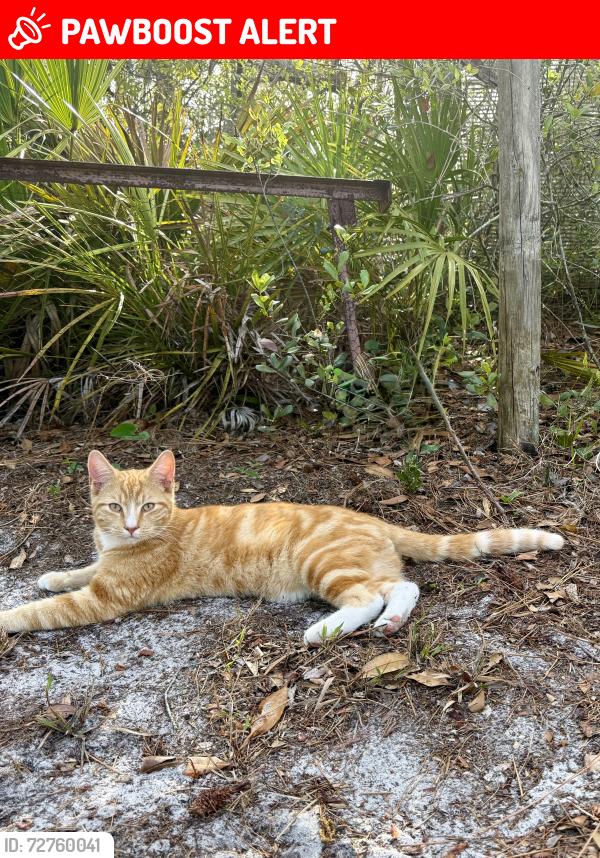 Lost Male Cat last seen Dalewood Drive, North Weeki Wachee, FL 34613