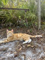 Lost Male Cat last seen Dalewood Drive, North Weeki Wachee, FL 34613