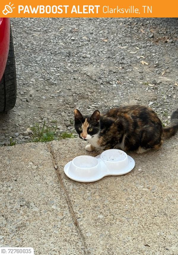 Found/Stray Female Cat last seen Vista Lane, Clarksville, TN 37043
