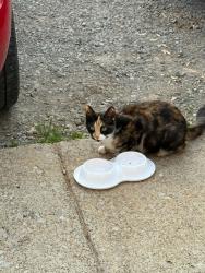 Found/Stray Female Cat last seen Vista Lane, Clarksville, TN 37043