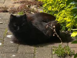 Found/Stray Unknown Cat last seen Edridge road, Greater London, England CR0