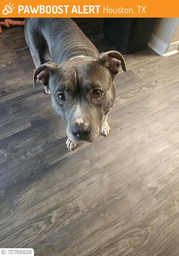 Found/Stray Female Dog last seen Finley West apmts, Houston, TX 77042