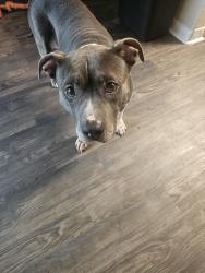 Found/Stray Female Dog last seen Finley West apmts, Houston, TX 77042