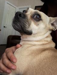 Lost Male Dog last seen Peggy’s cove, Kyle, TX 78640