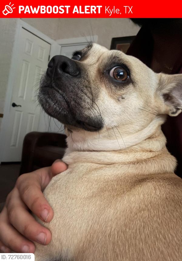 Lost Male Dog last seen Peggy’s cove, Kyle, TX 78640