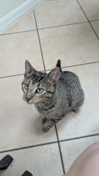 Found/Stray Male Cat last seen Whisperwood Dr and N Goldenrod Rd, Aloma, FL 32792
