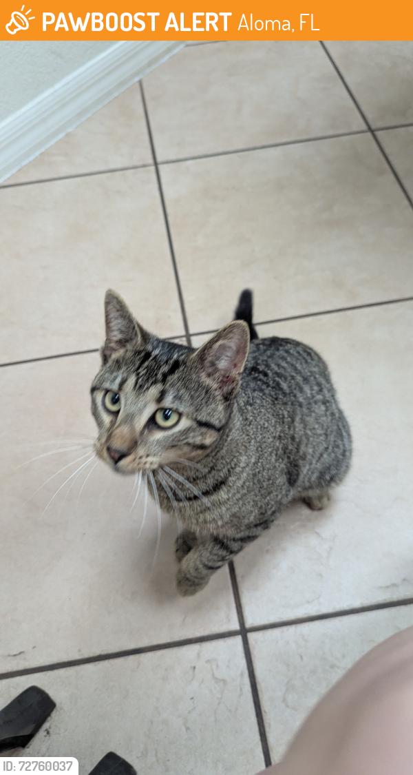 Found/Stray Male Cat last seen Whisperwood Dr and N Goldenrod Rd, Aloma, FL 32792