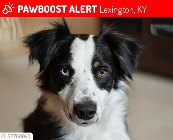 Lost Female Dog last seen Coventry Oaks Elementary, Lexington, KY 40511